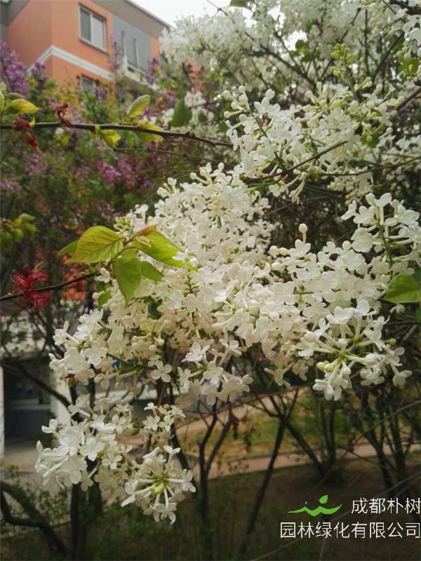 白丁香是什么？白丁香有什么功效？