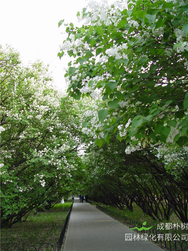 白丁香花如何养？白丁香与紫丁香怎么区分？