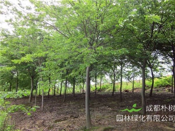 榉树如何施肥？如何种植榉树？