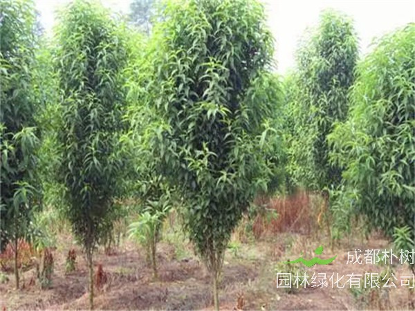 龙柱碧桃如何养护？龙柱碧桃功效与作用是什么？