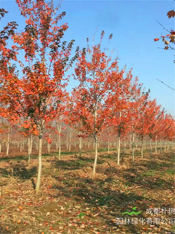 秋火焰如何嫁接？秋火焰如何管理？