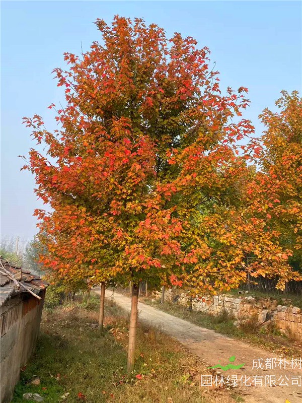 什么是秋火焰？