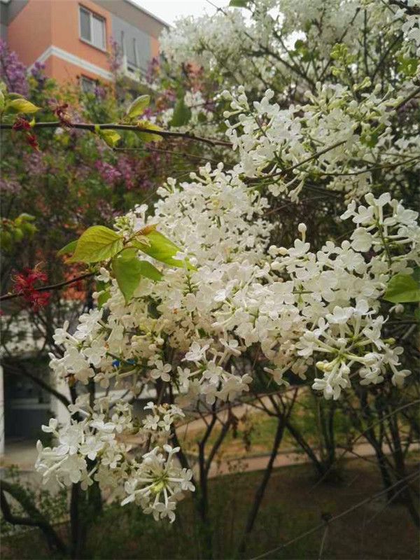 白丁香是什么？白丁香有什么功效？