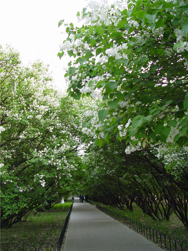 白丁香花如何养？白丁香与紫丁香怎么区分？