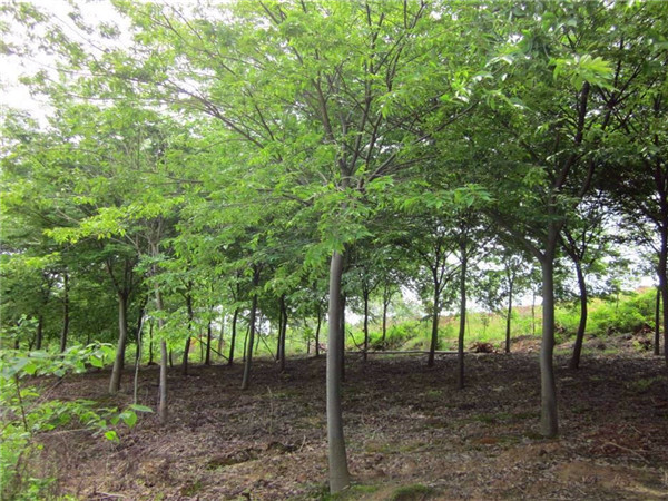 榉树如何施肥？如何种植榉树？