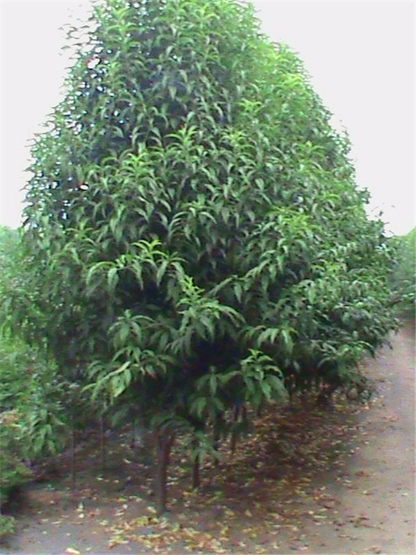 龙柱碧桃如何管理？什么是龙柱碧桃？