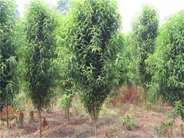 龙柱碧桃如何养护？龙柱碧桃功效与作用是什么？