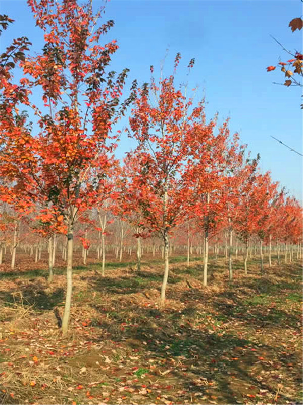 秋火焰如何嫁接？秋火焰如何管理？