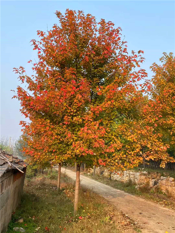 什么是秋火焰？