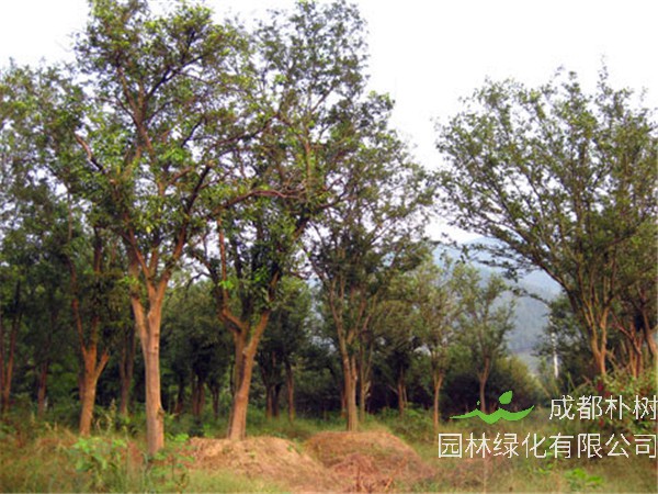 香橼是什么？香橼的作用是什么？