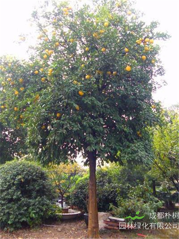 香橼树如何修剪？香橼什么时间适合移栽？
