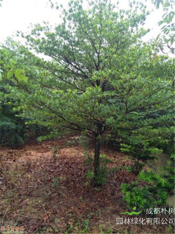 水石榕和杜英的区别是什么？水石榕有什么用处？