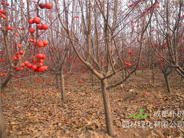 冬红果如何修剪？冬红果结果后如何施肥？