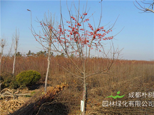 冬红果怎么样？冬红果能嫁接什么品种？