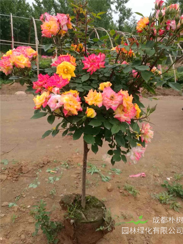 月季树如何嫁接？月季树如何管理？