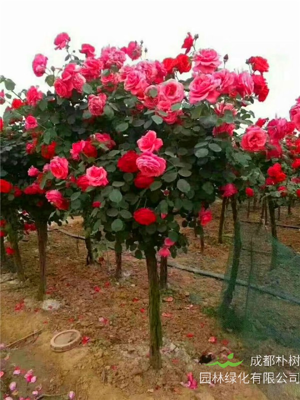 月季树什么时候开花？月季树怎么种植？