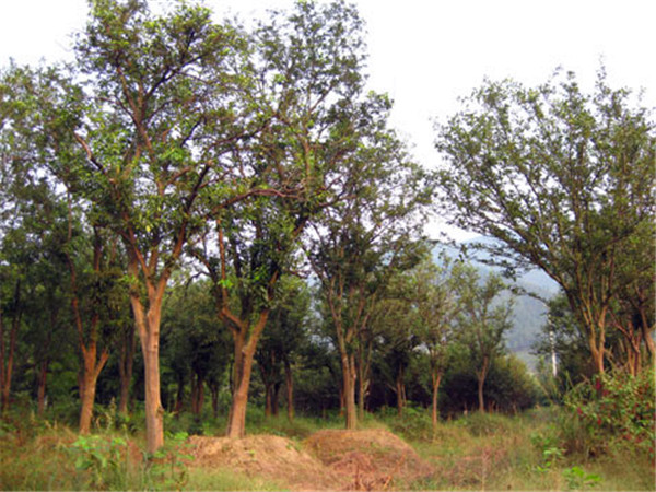 香橼是什么？香橼的作用是什么？