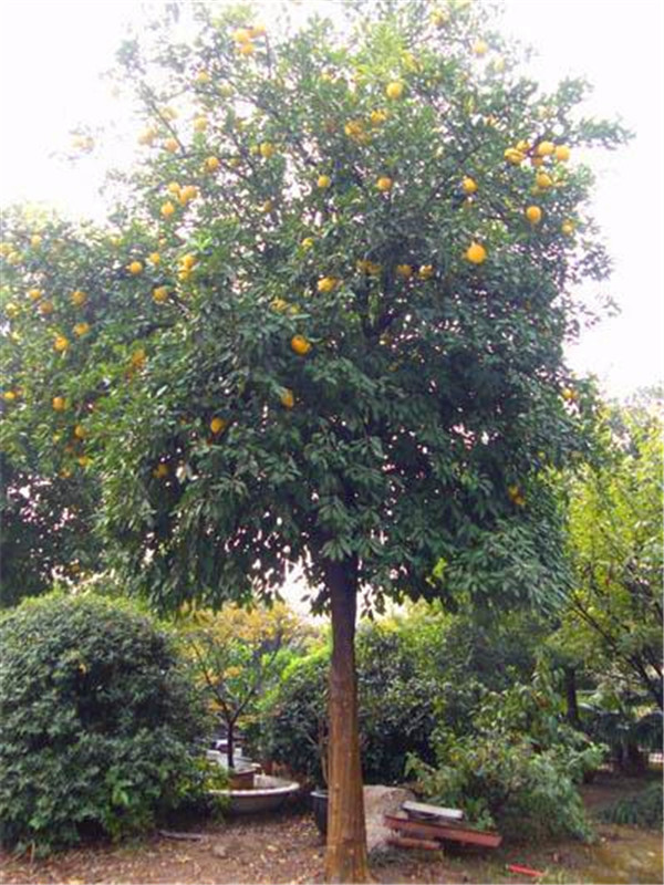 香橼树如何修剪？香橼什么时间适合移栽？