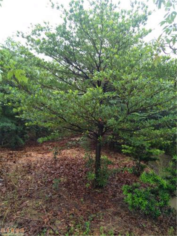 水石榕和杜英的区别是什么？水石榕有什么用处？