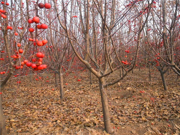 冬红果如何修剪？冬红果结果后如何施肥？