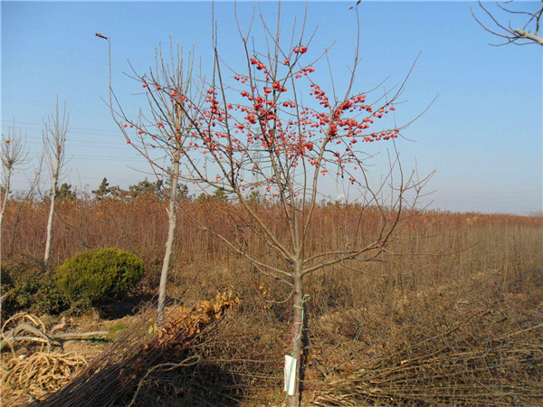 冬红果怎么样？冬红果能嫁接什么品种？