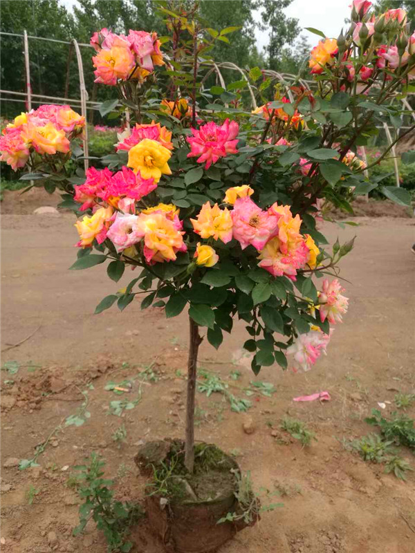 月季树如何嫁接？月季树如何管理？