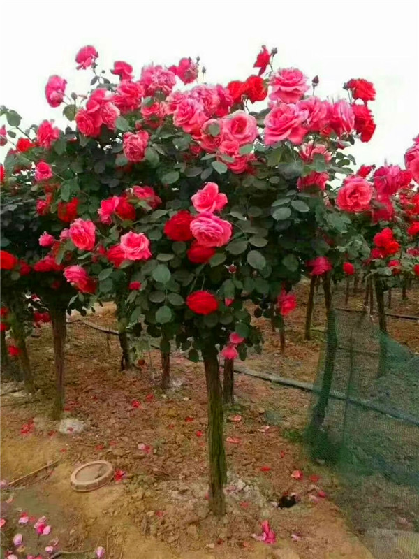 月季树什么时候开花？月季树怎么种植？