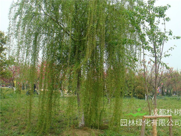 垂柳如何养护？垂柳叶子为什么是直的？