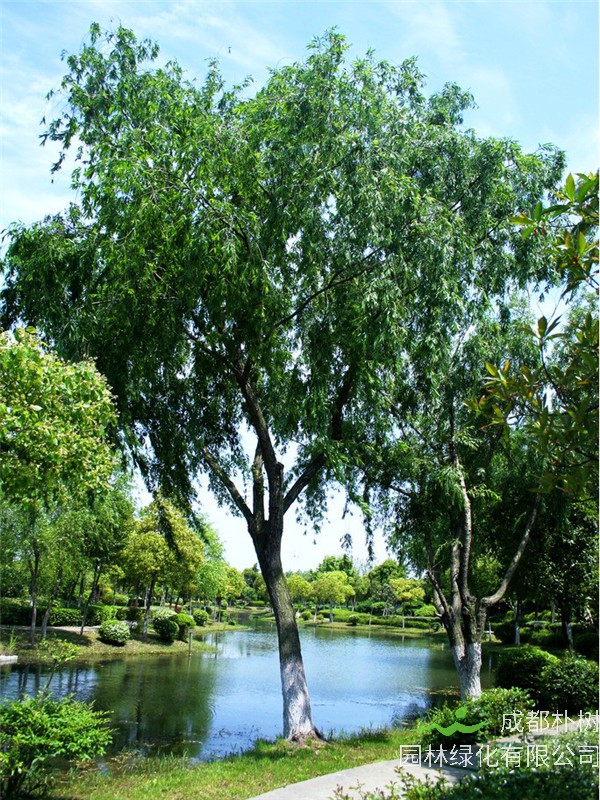 垂柳是哪个季节开花的？什么是垂柳？