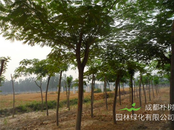 合欢树如何种植？合欢树如何管理？