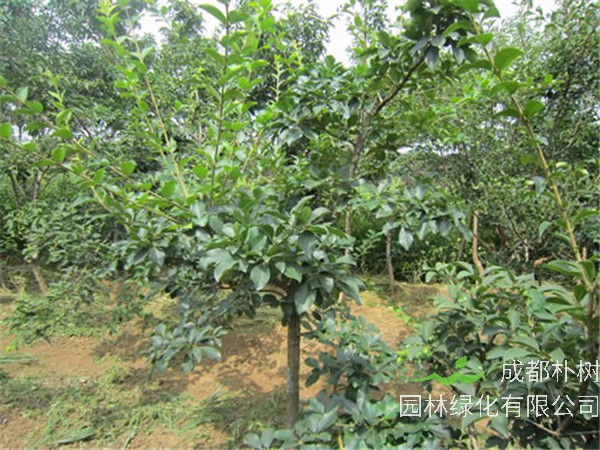 流苏树怎么造型？流苏树如何嫁接桂花？