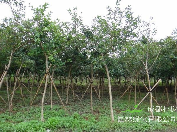 什么是流苏树？