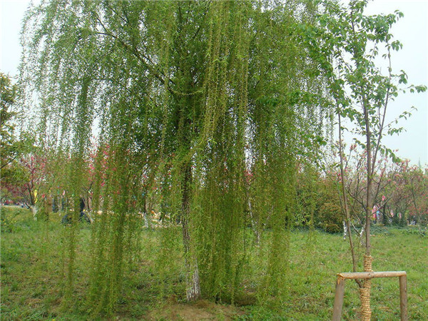 垂柳如何养护？垂柳叶子为什么是直的？