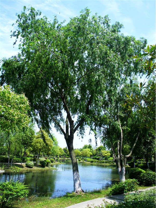 垂柳是哪个季节开花的？什么是垂柳？