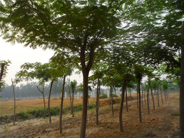 合欢树如何种植？合欢树如何管理？