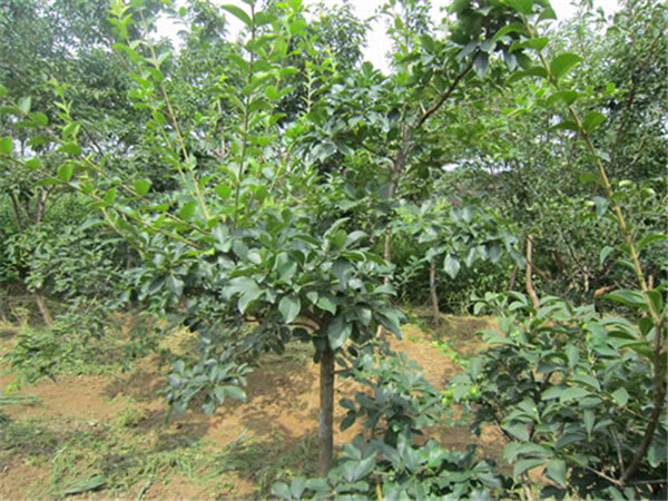 流苏树怎么造型？流苏树如何嫁接桂花？