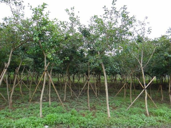 什么是流苏树？