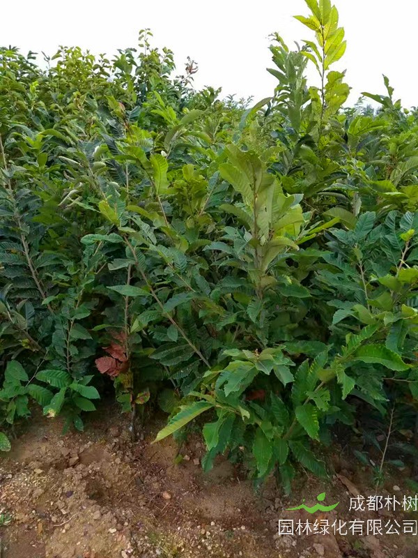 板栗树什么时候种植？板栗树什么时候施肥？