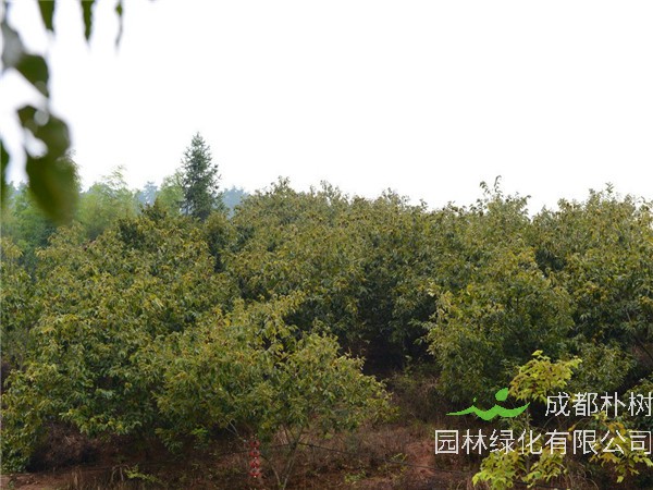 板栗树怎么繁殖？板栗树怎么剪枝？