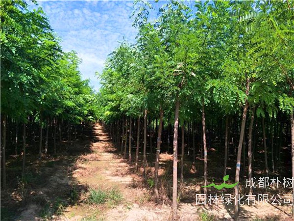 刺槐怎么样？刺槐怎么种植？