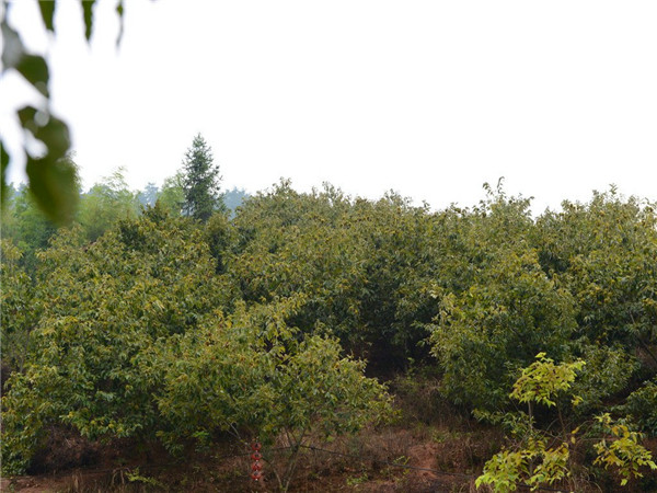 板栗树怎么繁殖？板栗树怎么剪枝？