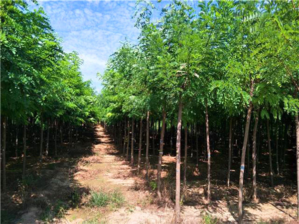 刺槐怎么样？刺槐怎么种植？