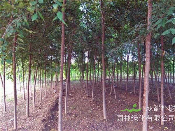 白榆种子怎么种？榔榆和白榆如何区分？