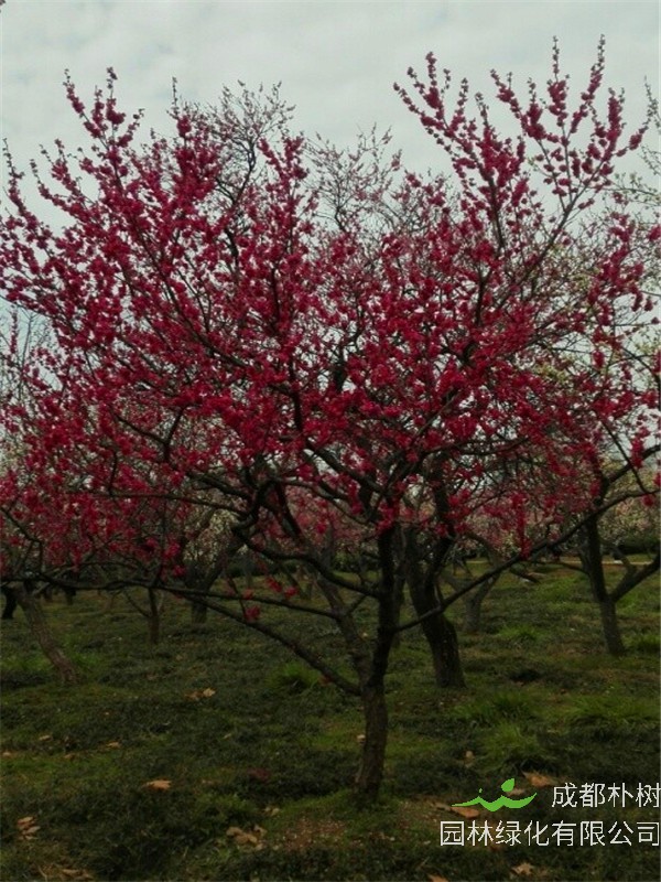 宫粉梅中哪个品种最好？朱砂梅和宫粉梅哪个好？