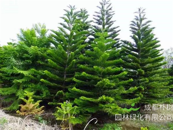 南洋杉怎么修剪？南洋杉怎么养？