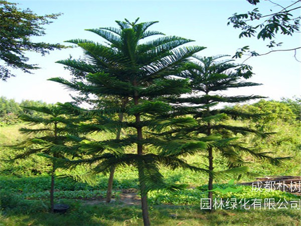 南洋杉是什么植物？南洋杉有什么作用？