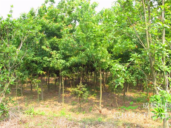 青枫盆栽如何养护？青枫种子如何播种？