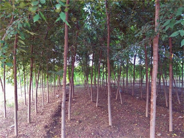 白榆种子怎么种？榔榆和白榆如何区分？