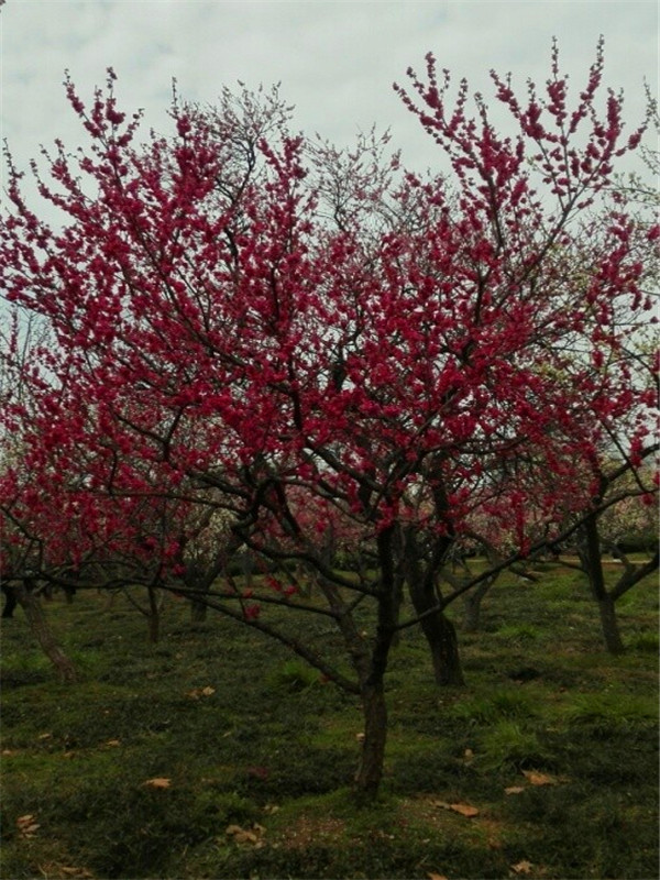 宫粉梅中哪个品种最好？朱砂梅和宫粉梅哪个好？