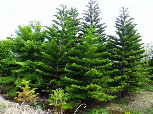 南洋杉怎么修剪？南洋杉怎么养？